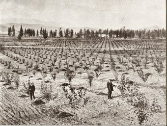 Orchard