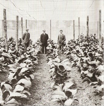 Tobacco Growing in the Okanagan